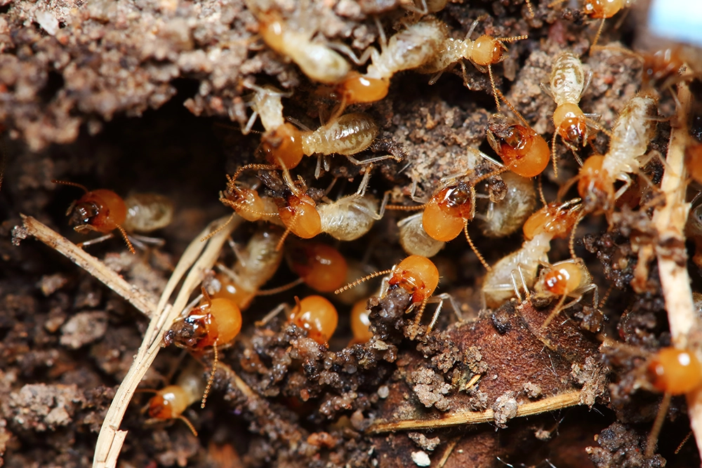 Why Do Termites Suddenly Appear? by Petri Pest Control in South Florida