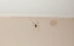 spider on wall of house in boynton beach FL