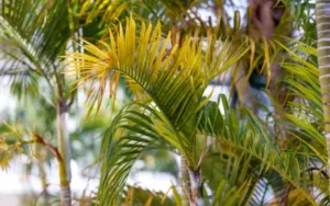 pompano beach palm tree frond with some yellowing