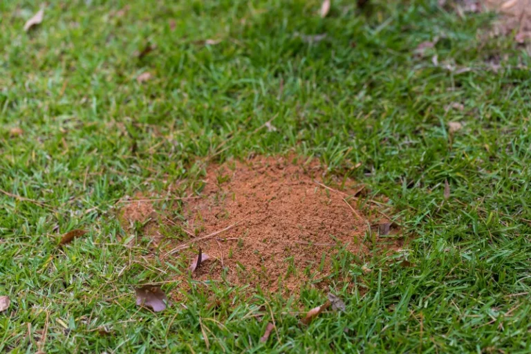 A close-up view of a granular red fire ant mound on a grassy lawn, a common yard pest that is treated by Petri Pest Control.