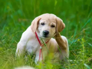 Puppy Golden Retriever scratching fleas behind their head
