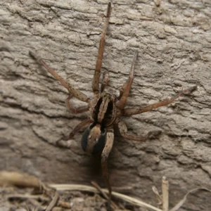 Wolf Spider pest walking across a wall outdoors