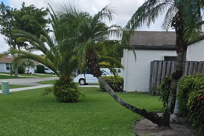 Palm Tree Care by Petri Pest Control in South Florida
