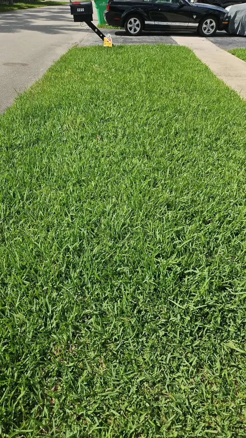 petri26-lawn1