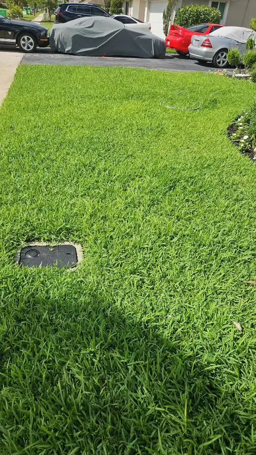 petri26-lawn2