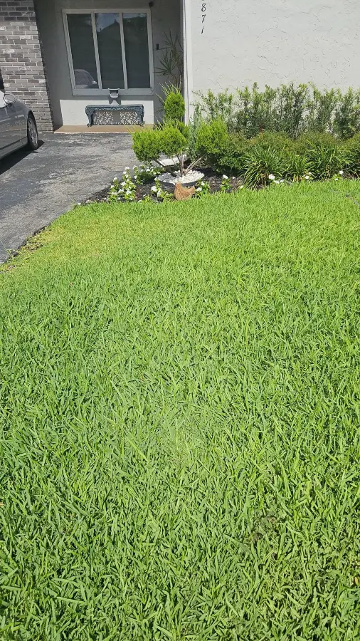 petri26-lawn3