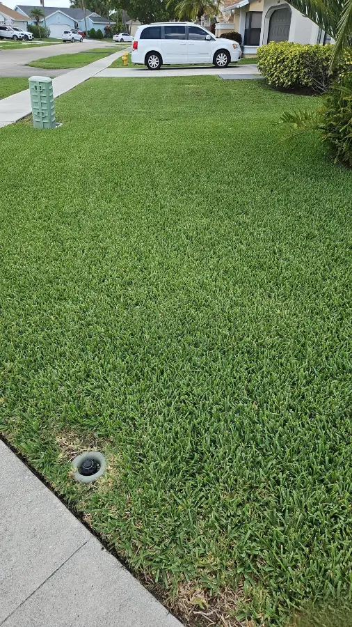 petri26-lawn4