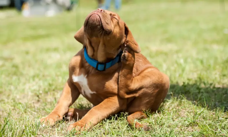 dog with flea bites scratching itself with hind leg