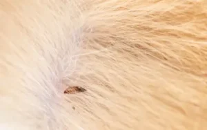 closeup of a flea in a dog's fur