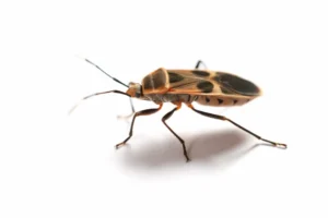 false chinch bug on a white background