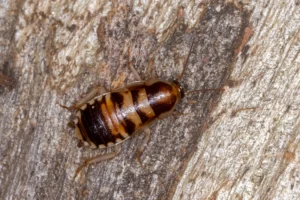 An Australian cockroach on a piece of wood.