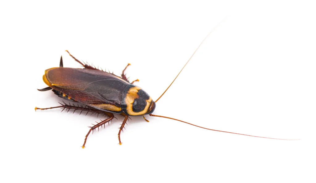 An Australian cockroach on a white background.