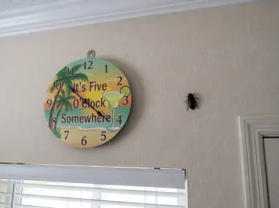a florida wood cockroach on the wall of a boynton beach living room next to a festive clock
