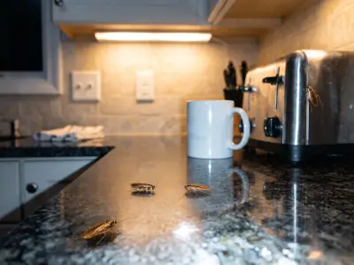 kitchen in south florida home at night - german cockroaches scatter when light is turned on