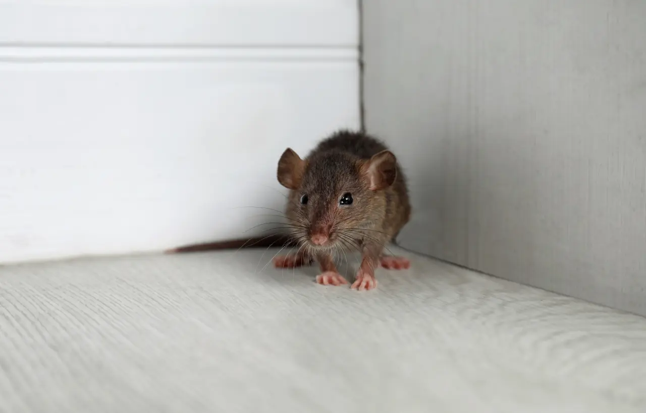 Brown rat cornered in a home
