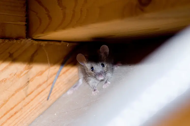 A small mouse wedged in a corner. Call or contact Petri Pest Services for professional rodent removal services.
